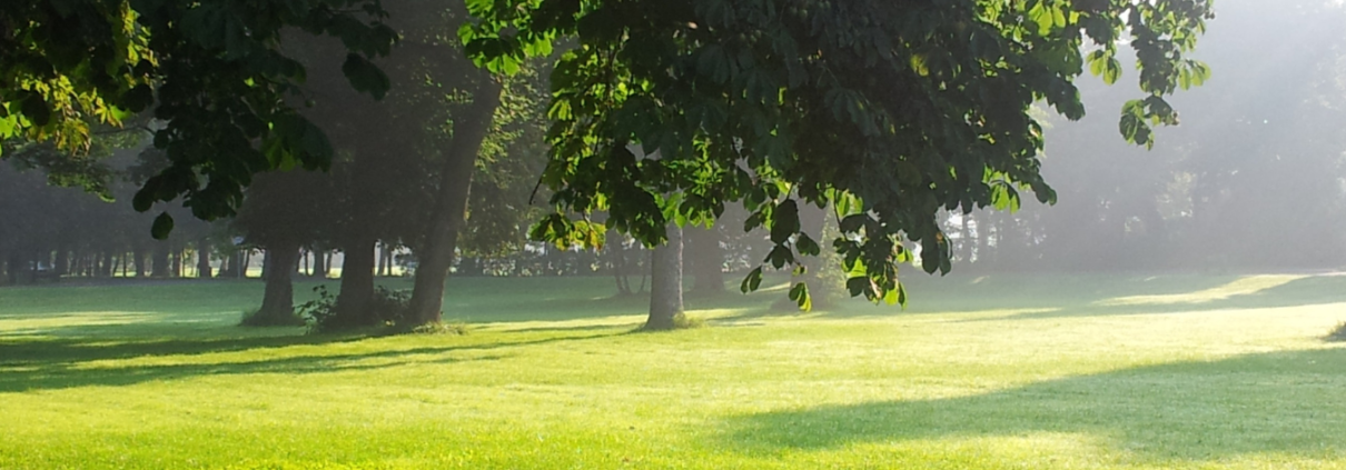 A large sunny park with trees